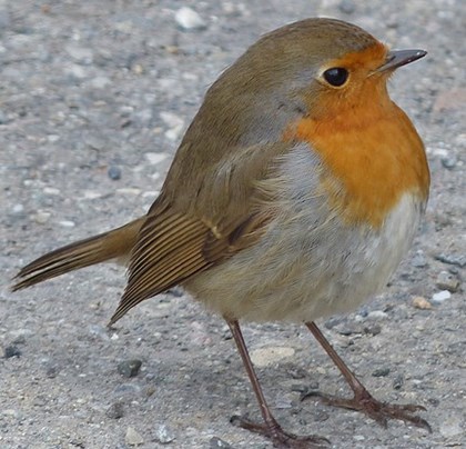 Bird