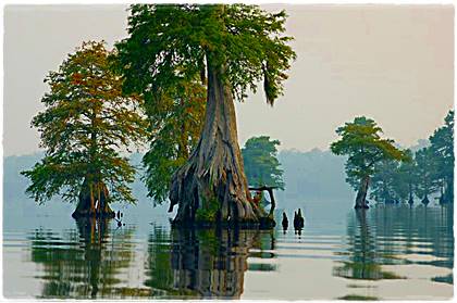 Swamp Grunwald